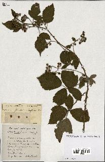 spécimen de Rubus ass-rub