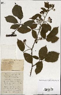 spécimen de Rubus ass-rub