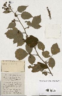 spécimen de Rubus ass-rub