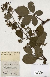 spécimen de Rubus ass-rub