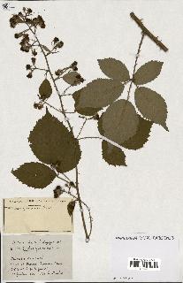 spécimen de Rubus ass-rub