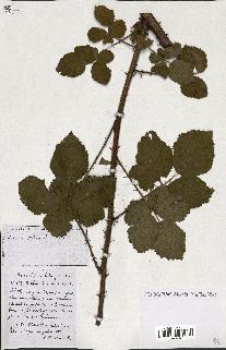 spécimen de Rubus ass-rub