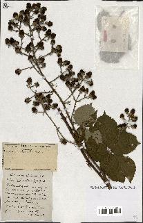 spécimen de Rubus ass-rub