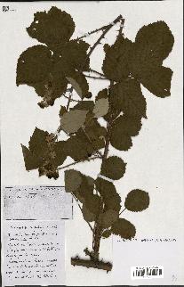 spécimen de Rubus ass-rub