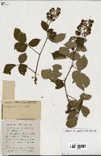 spécimen de Rubus ass-rub