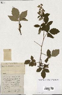 spécimen de Rubus ass-rub