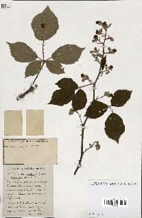 spécimen de Rubus ass-rub