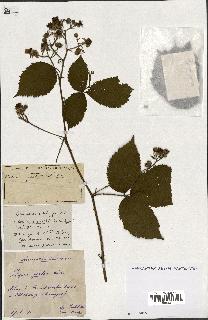 spécimen de Rubus ass-rub