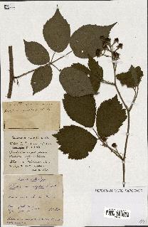 spécimen de Rubus ass-rub