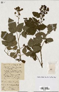 spécimen de Rubus ass-rub