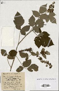 spécimen de Rubus ass-rub