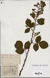 spécimen de Rubus ass-rub