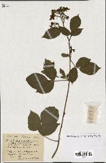 spécimen de Rubus ass-rub