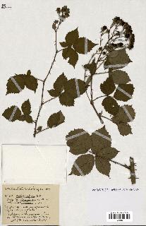 spécimen de Rubus ass-rub