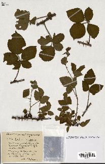spécimen de Rubus ass-rub