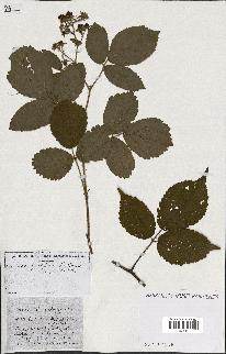 spécimen de Rubus ass-rub