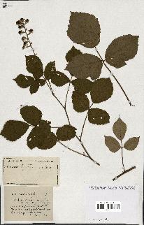 spécimen de Rubus ass-rub