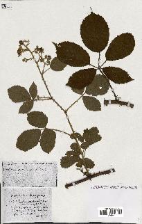 spécimen de Rubus ass-rub