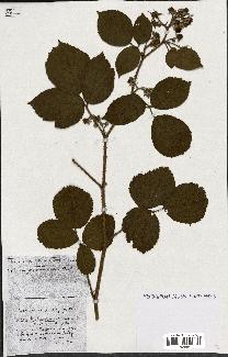 spécimen de Rubus ass-rub