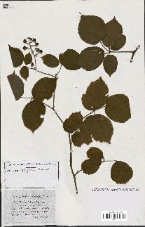 spécimen de Rubus ass-rub