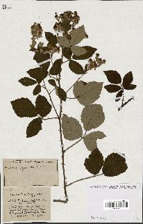 spécimen de Rubus ass-rub