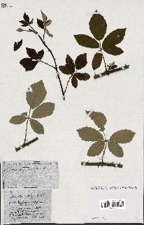 spécimen de Rubus ass-rub
