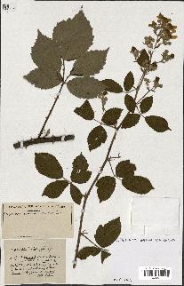 spécimen de Rubus ass-rub