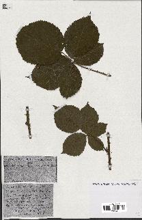 spécimen de Rubus ass-rub