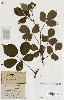 spécimen de Rubus ass-rub