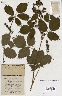 spécimen de Rubus ass-rub