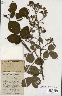 spécimen de Rubus ass-rub