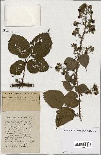 spécimen de Rubus ass-rub