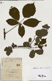 spécimen de Rubus ass-rub