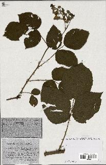 spécimen de Rubus ass-rub