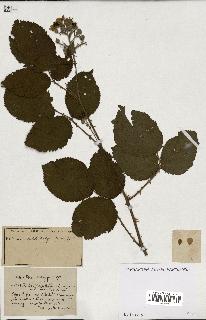 spécimen de Rubus ass-rub