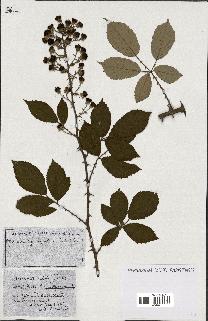 spécimen de Rubus ass-rub