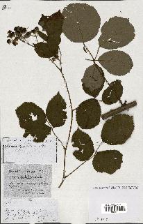 spécimen de Rubus ass-rub