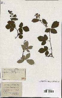 spécimen de Rubus ass-rub