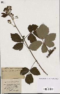 spécimen de Rubus ass-rub