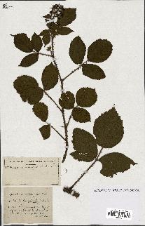 spécimen de Rubus ass-rub