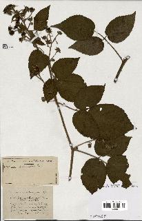 spécimen de Rubus ass-rub