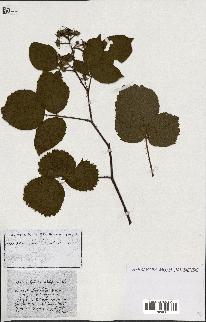 spécimen de Rubus ass-rub