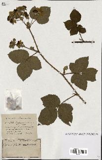 spécimen de Rubus ass-rub