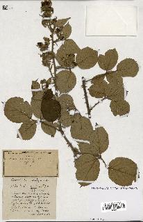 spécimen de Rubus ass-rub