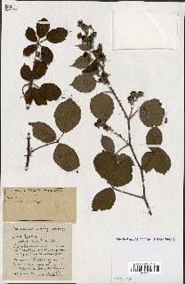 spécimen de Rubus ass-rub