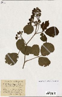spécimen de Rubus ass-rub