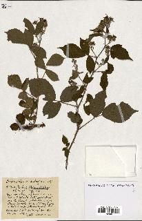 spécimen de Rubus ass-rub