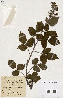 spécimen de Rubus ass-rub