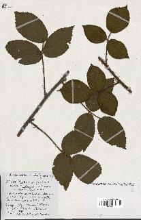 spécimen de Rubus ass-rub