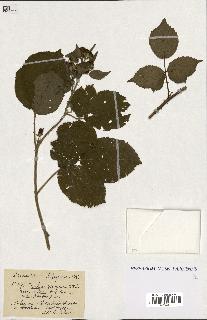 spécimen de Rubus ass-rub